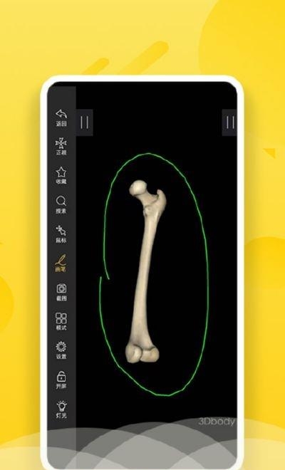 3Dbody艺用