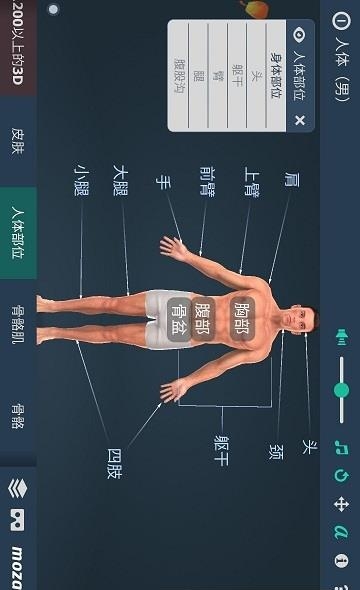 立体全身解剖模拟