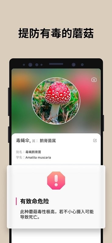 蘑菇识别2023
