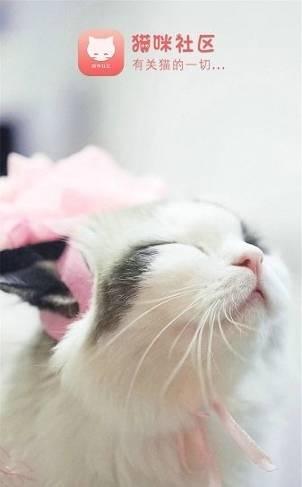 猫咪社区3.0苹果